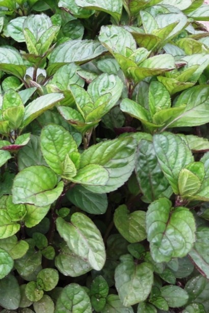 М’ята перцева апельсинова Гранада | Mentha piperita Granada | Мята перечная апельсиновая Гранада